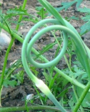 Knoblauch
