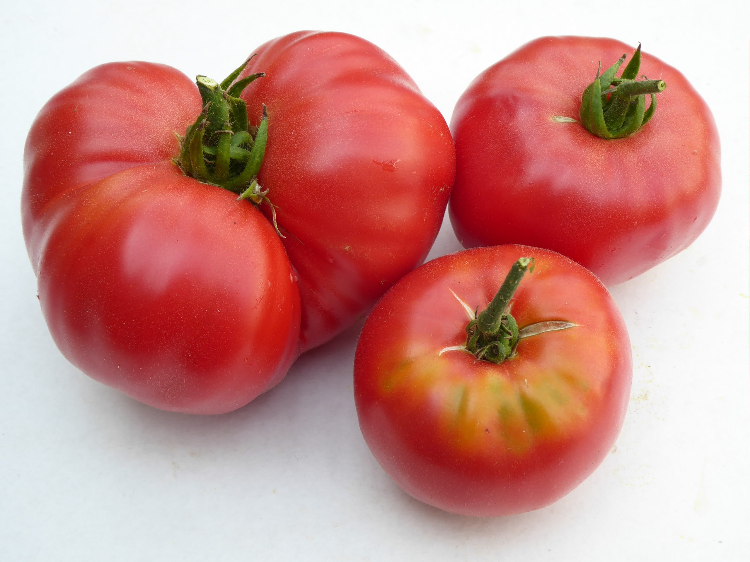 Fruchtgewicht Samen RARITÄT Tomaten Schlesische Himbeere  Samen bis 500 gr 