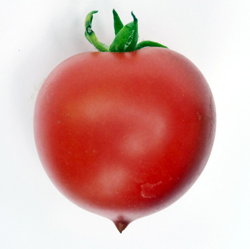 ПОЦЕЛУЙ ГЕРАНИ №35 10st GERANIEN KISS Tomaten Samen Seed