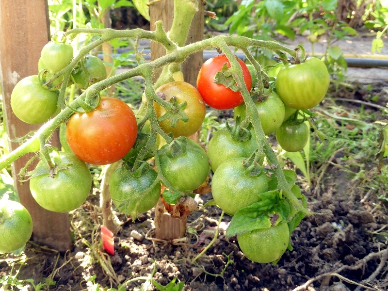10st ПОЦЕЛУЙ ГЕРАНИ №35 GERANIEN KISS Tomaten Samen Seed
