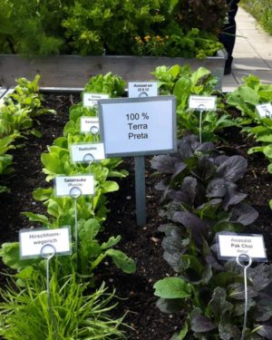 Wachstum mit Terra Preta