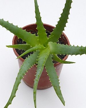 Aloe arborescens Pflanze - LandschaftenSchmecken