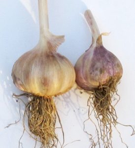 knoblauch