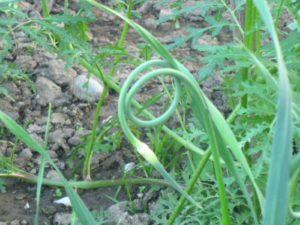 knoblauch