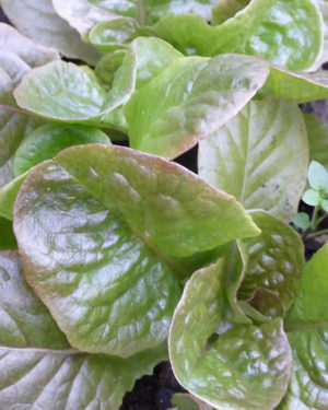 Baquieu-Winterkopfsalat - LandschaftenSchmecken