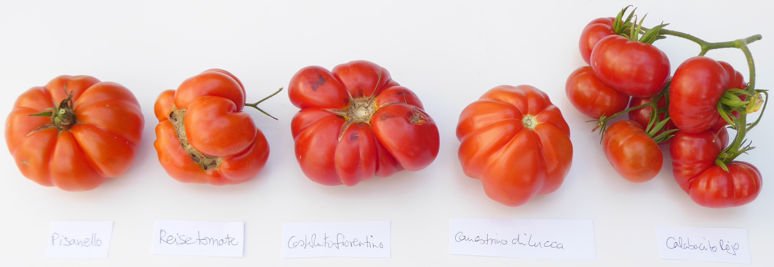 Costoluto Florentino Tomate Tomaten Samen neue Ernte 2019  bio Anbau Nr.311 
