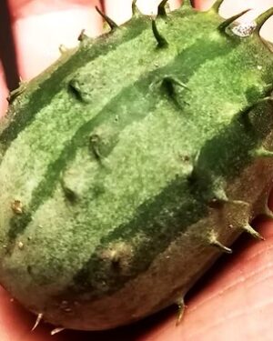 Kiwano-aus-Sambia - LandschaftenSchmecken
